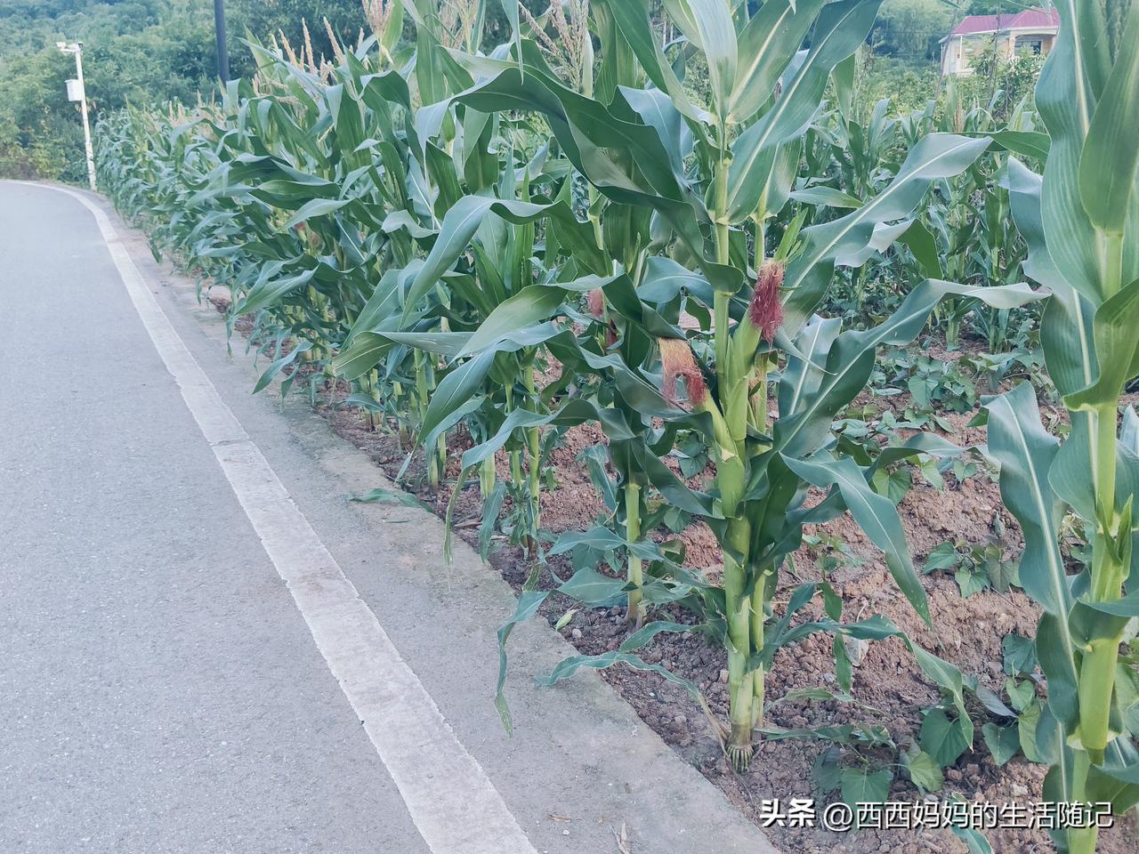 我们都有两个月没有给公婆打生活费回去了，婆婆说还有钱用，土地租金拿到了6000元