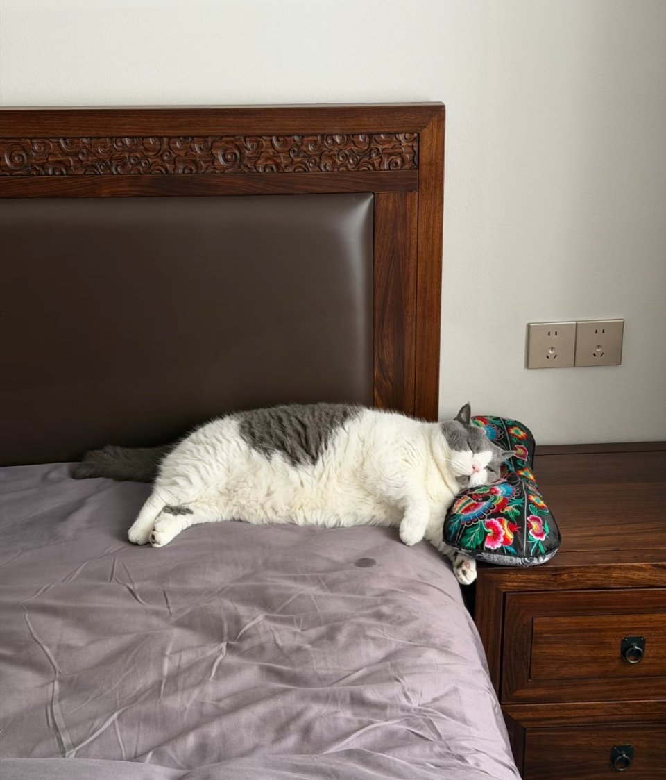 阿姨家的猫。流口水了，阿姨给它垫了个枕头，换了个位置。 