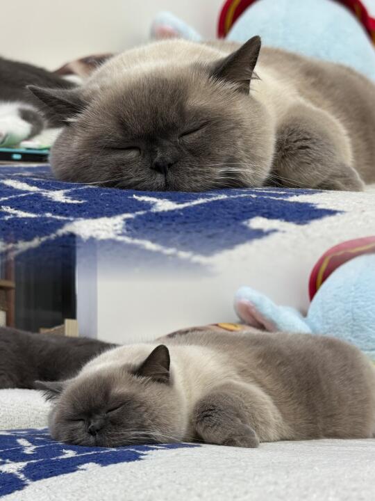 旺仔小馒头烤糊了