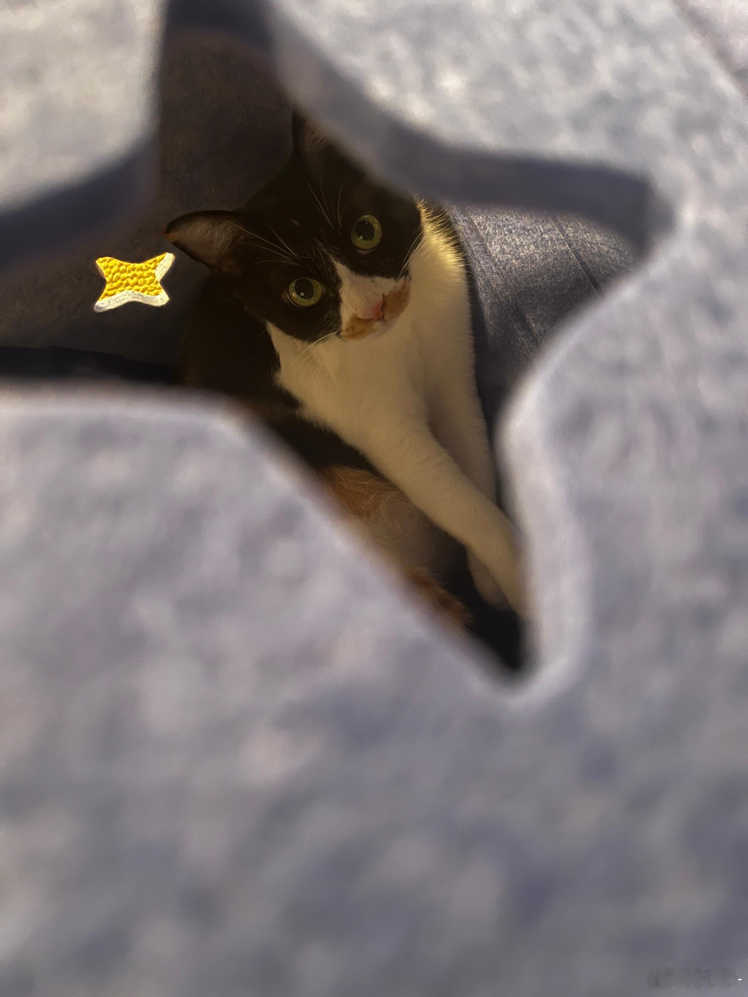 苗猪出片了！ 