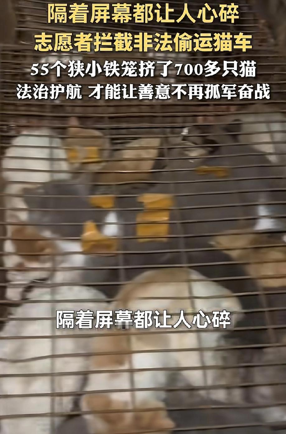 隔着屏幕都让人心碎！5月19日，大众新闻报道，江苏淮安涟水县，一辆偷运猫车被志愿