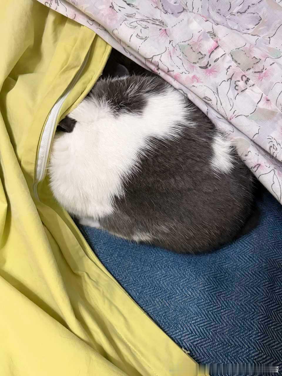 13550🐇【心灵丑】此兔把史拉进自己的水碗里 等人发现的时候史球已经在水里如