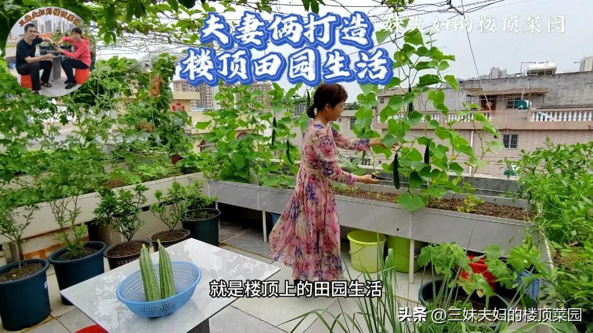 我们在楼顶种菜第8年了，以前都是在头条看别人分享种菜，去年（2022年）3月份我