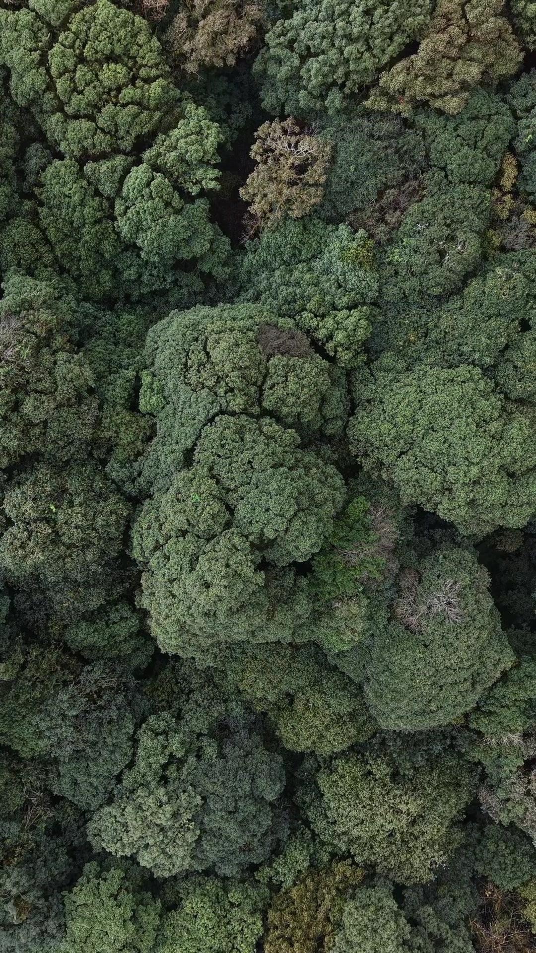 一直以为哀牢山的瘴气是传说，直到央视科考队的报告出来才明白，那些有毒气体真的存在