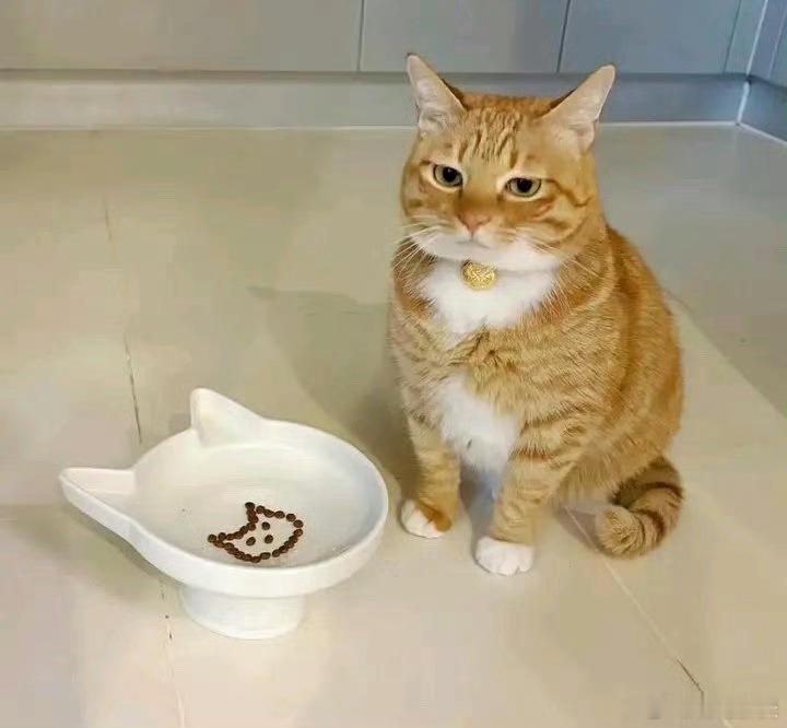 猫咪：别老整这些虚头巴脑的花样，这根本吃不饱[苦涩] ​ ​​​
