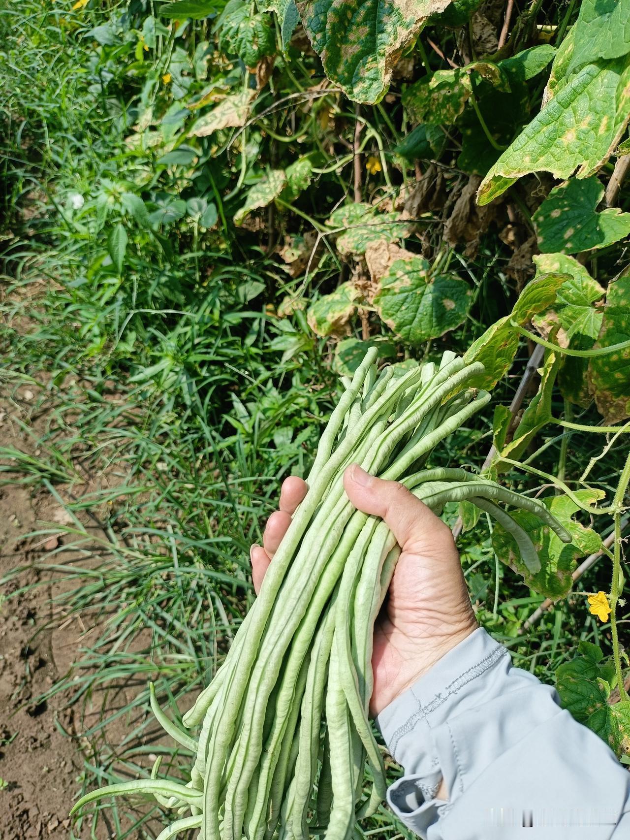 自己种菜，吃菜的时候根本不算计，比如豆角，我家今年豆角结的多，旺季的时候每天吃豆