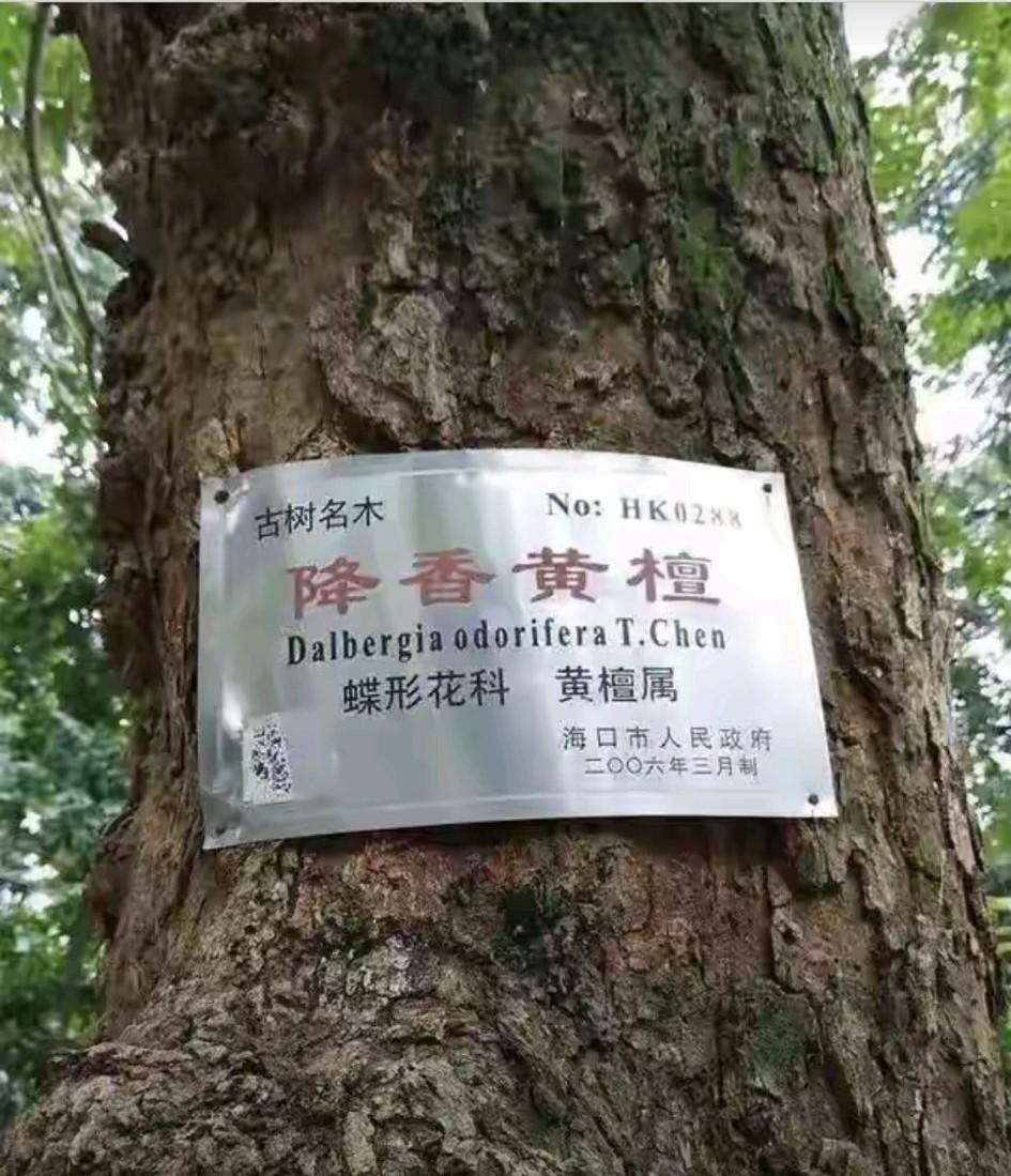 2018年新《红木》国标实施，黄花梨整改。
2018年新闻频道追踪五指山，乱砍伐