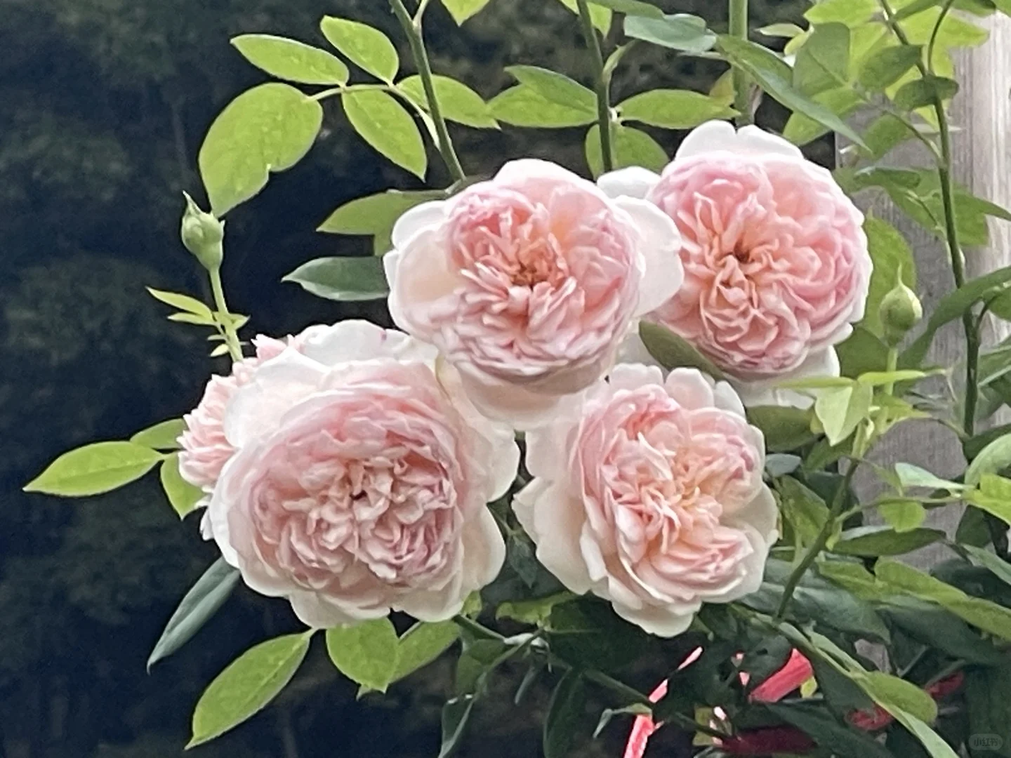 奥奥秋花