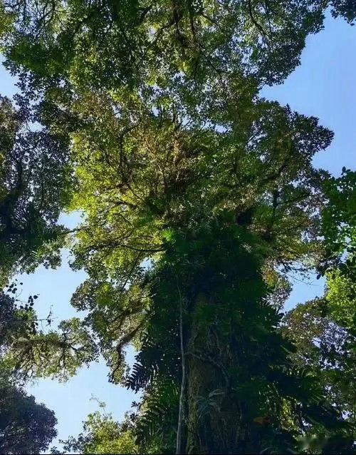 西藏松树顶开出杜鹃花大自然在70米高空藏着浪漫一棵树能长到七十六米，靠的是根系深