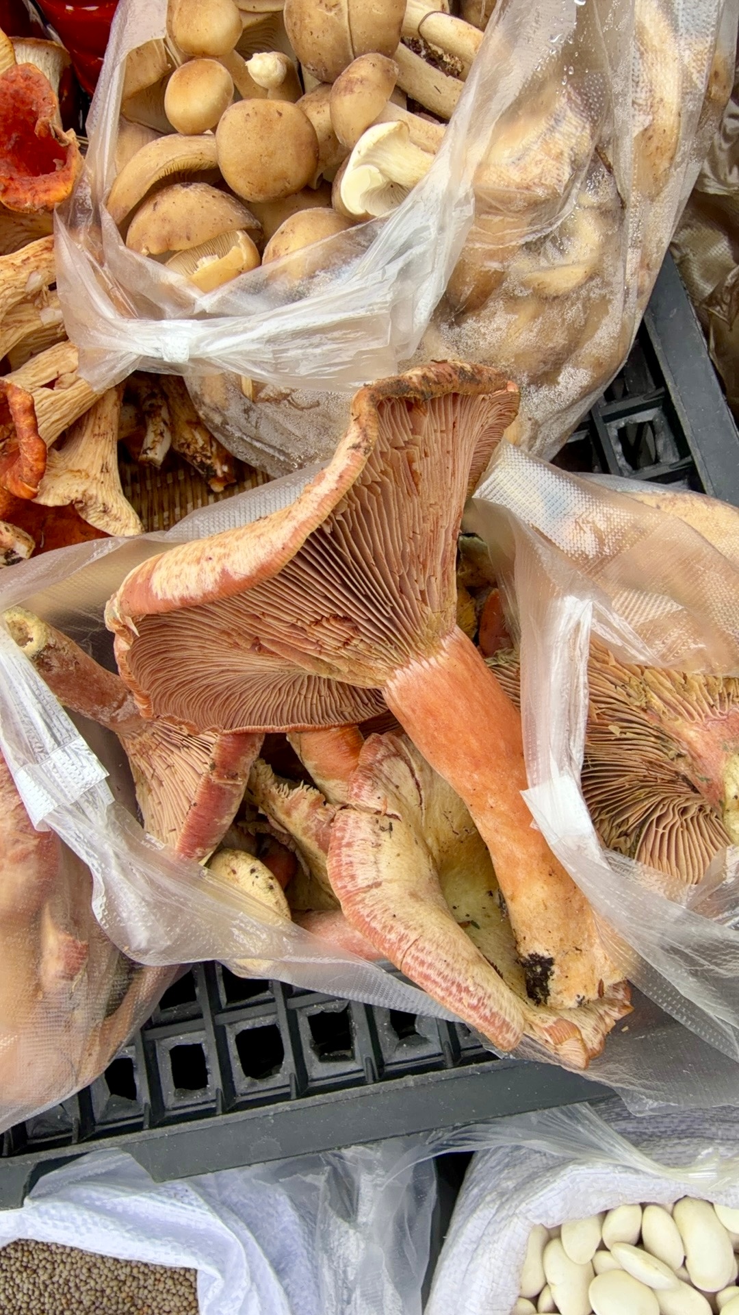又到了骗外地人来云南采野生菌吃菌子的季节🍄云南旅游攻略君云南野生菌 丽江