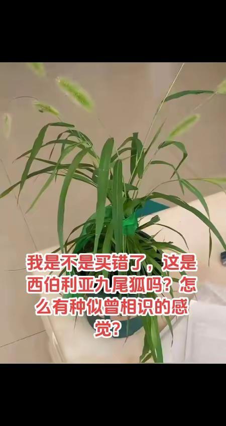 我是不是买错了，这是西伯利亚九尾狐吗？怎么有种似曾相识的感觉？