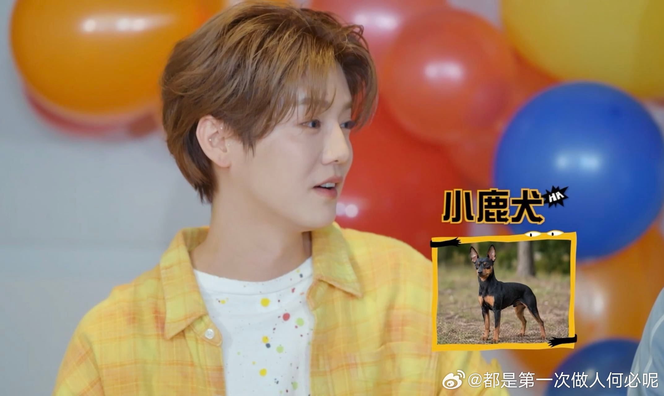 鹿晗说自己是小鹿犬？太贴脸了！又乖又机灵，大眼睛眨巴眨巴在家等你。试问这样的小鹿