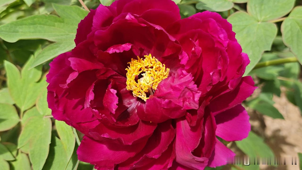 春日生活打卡季春暖花开，春风和煦，春日暖阳，春满古城。兴庆公园郁金香和牡丹是竞相