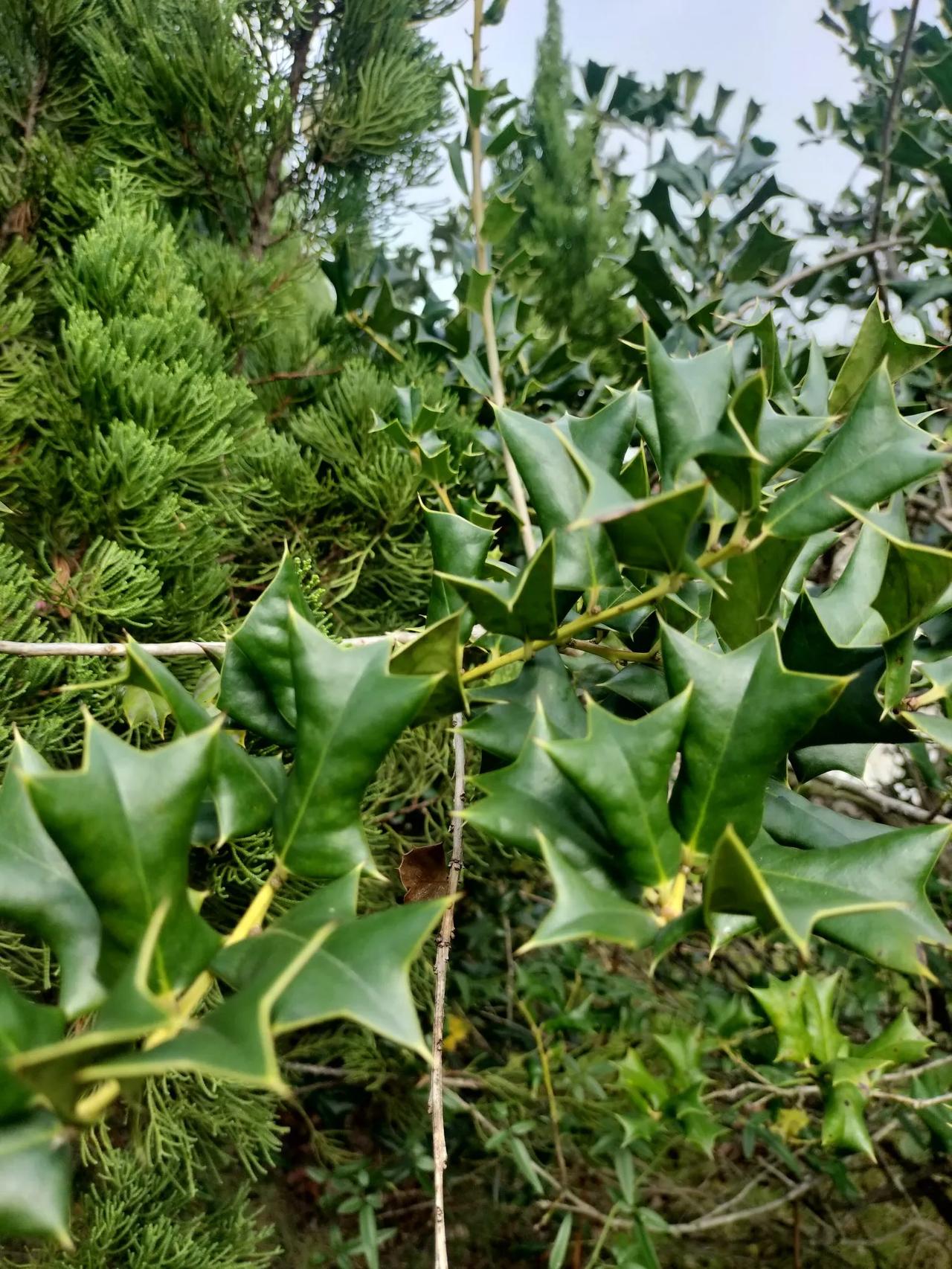 这个植物的边角会割到手指，以前我看到有阿姨提着篮子会摘中间的嫩叶，说是卖给中药店