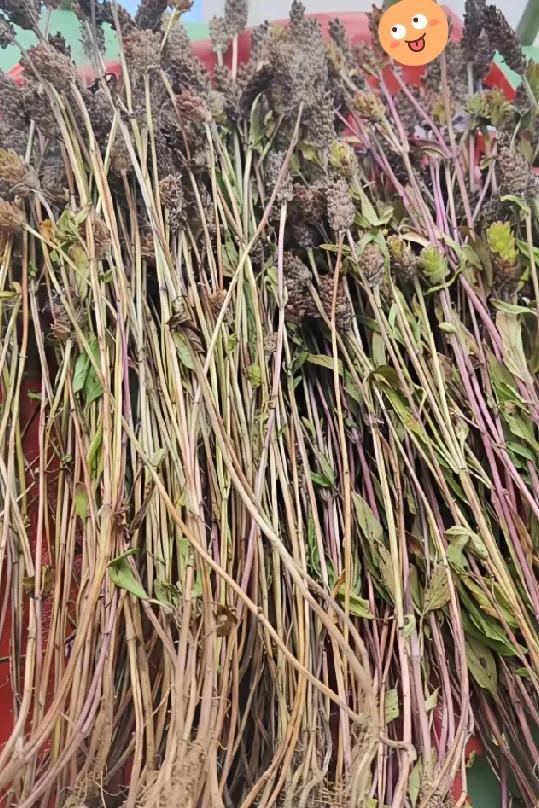 别瞎采草药，命不是赌注。
狗尾草看着像救命草，毒麦一吃就倒地。
穗子稀、茎光溜、