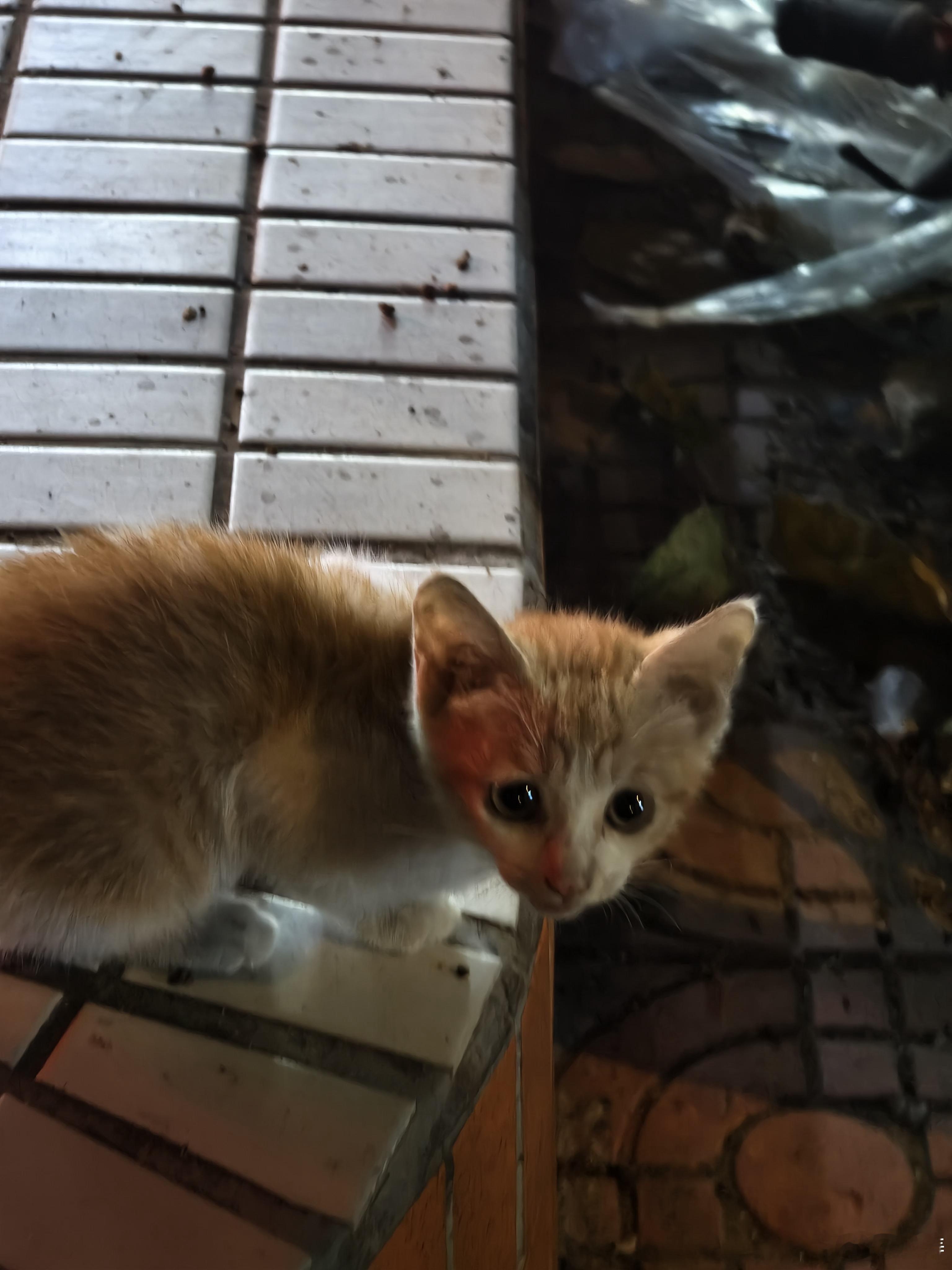 一只很小的小猫咪，也很亲人。我路过时候，保安和我说：送给你了，带走吧。这又是没办