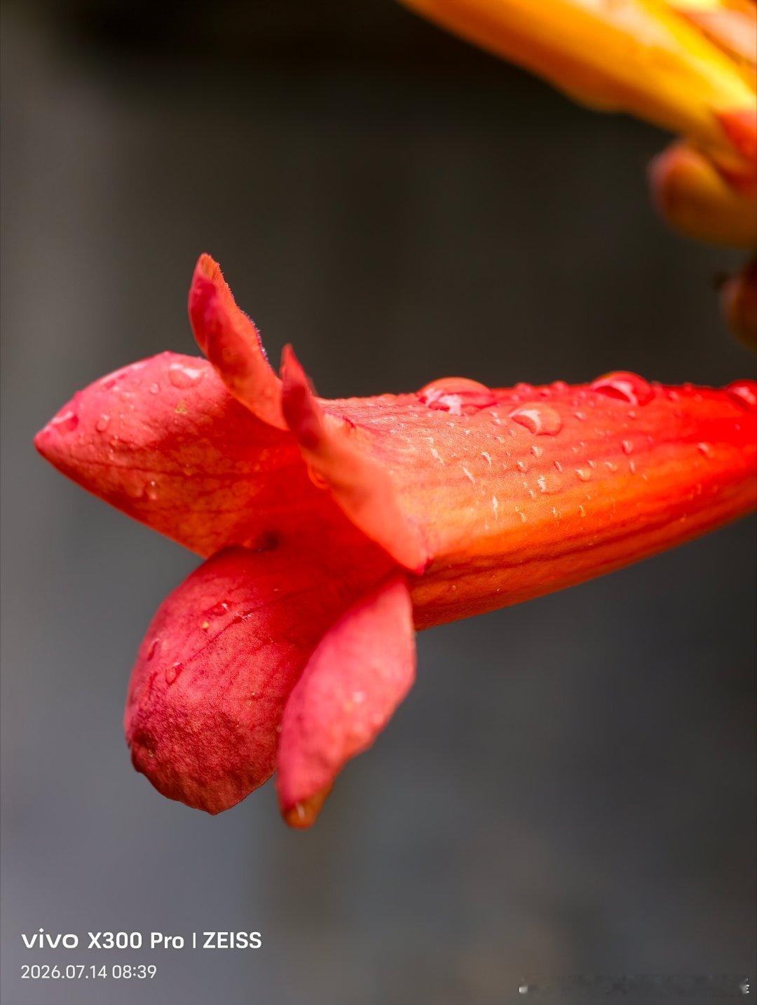 雨后的凌霄，美得直击心底。一场细雨洗去了尘世的浮躁，翠绿的枝叶浸满湿润的水气，盛