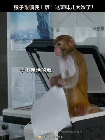 年会不能停2猴子演我上班年会不能停2猴子比我会上班不愧是职场战神小猴，面对职场各