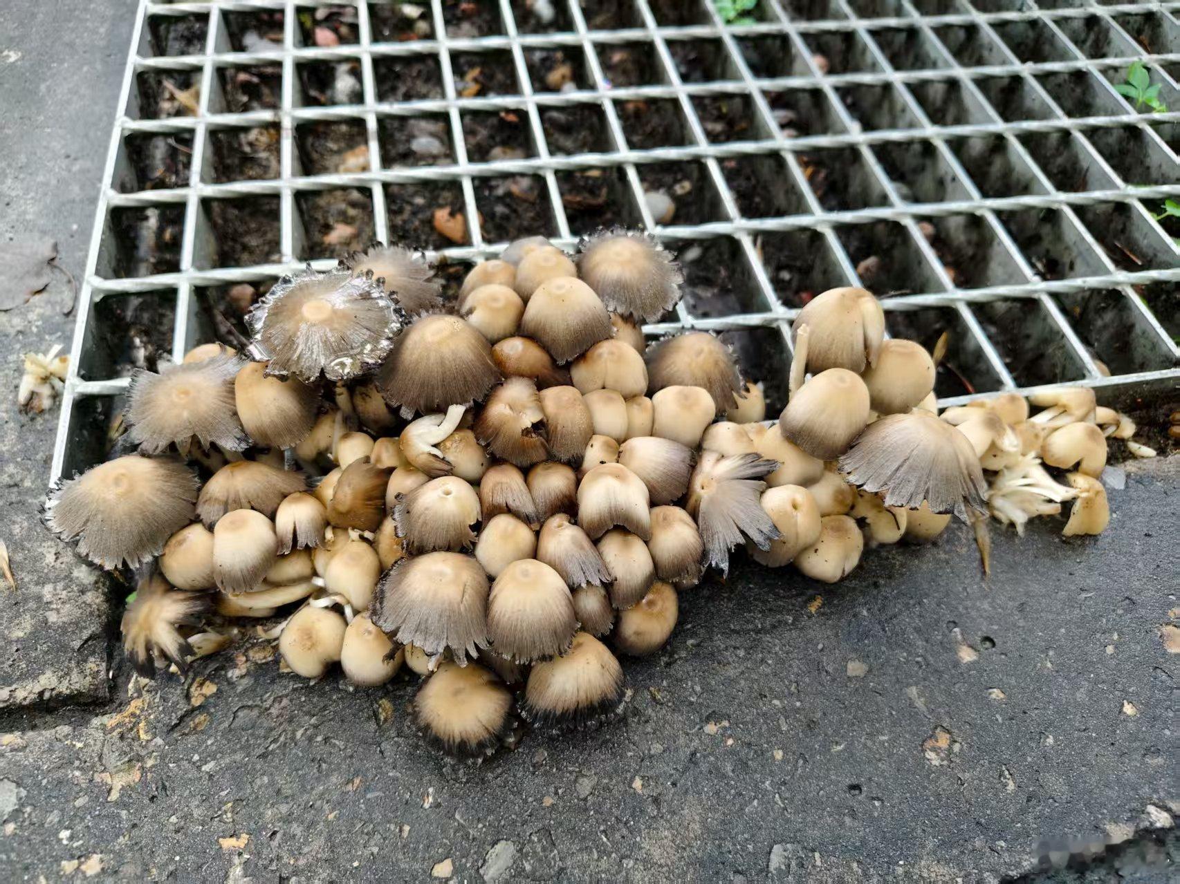 雨后的北京街头，惊喜突然出现！ ​​​
