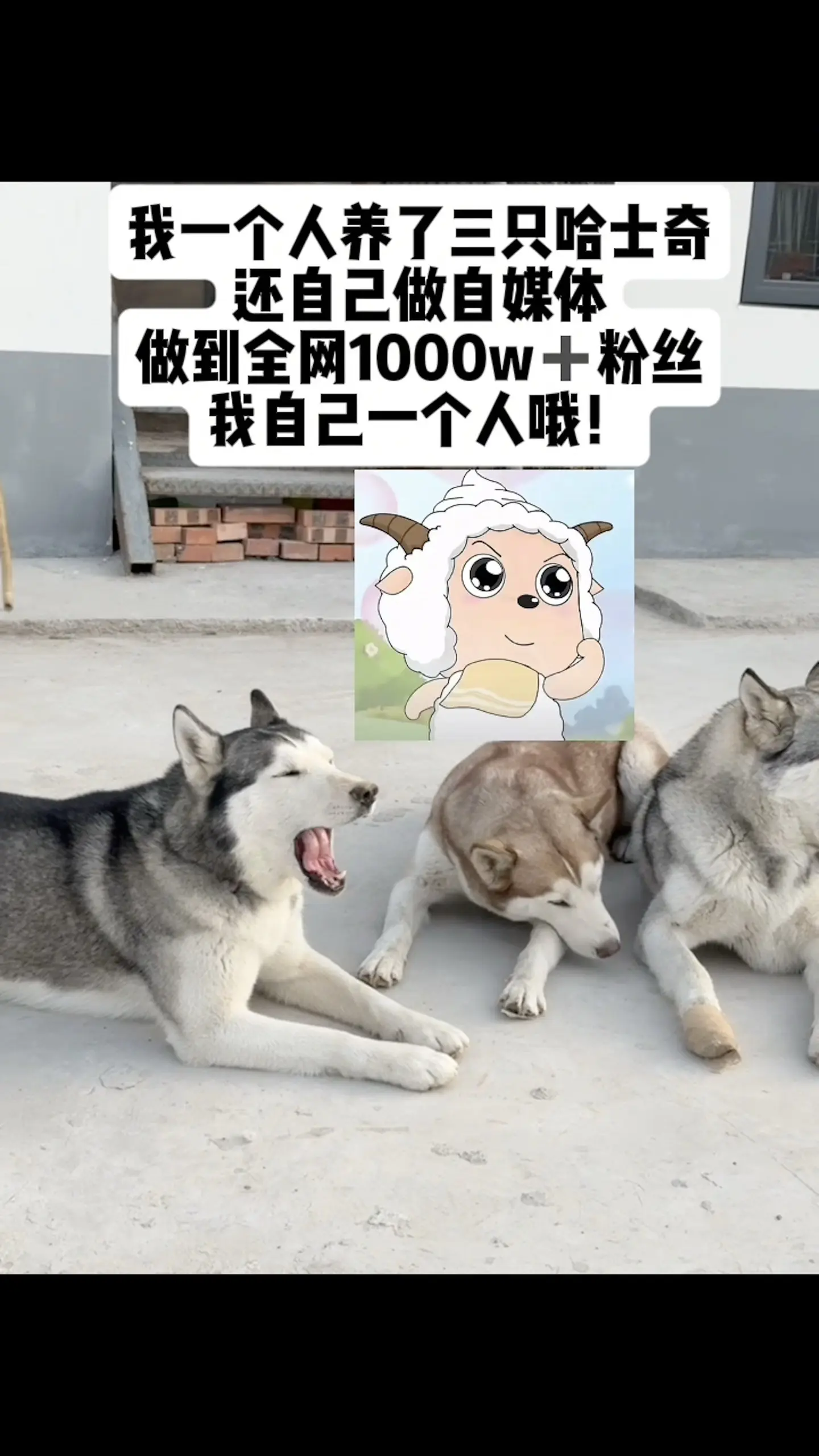 我自己一个人养了三只哈士奇哦！ 小羊我啊长大了
