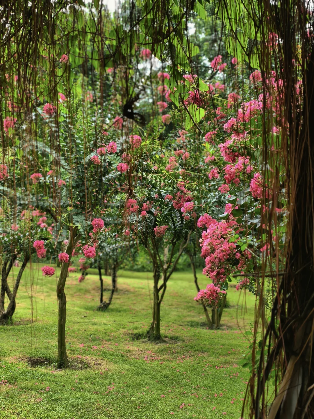 流花湖公园里的紫薇花🌸