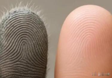 脸都不要了！悉尼一名31岁男子用考拉指纹做成粘性手套，多次入室盗窃，警方在多个案