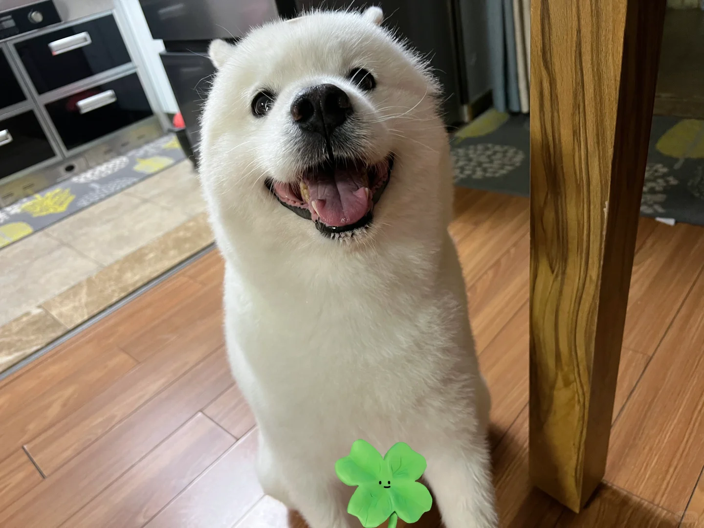 豹里豹气的