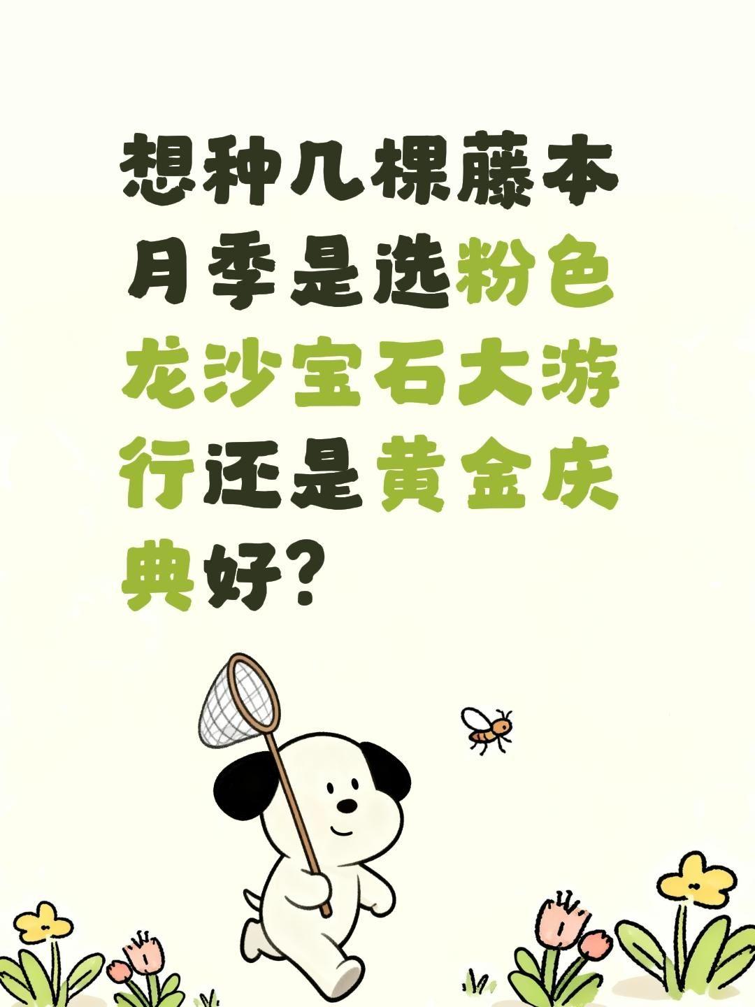 想种几棵藤本月季是选粉色龙沙宝石大游行还是黄金庆典好？全民买手请回答 买不买求支
