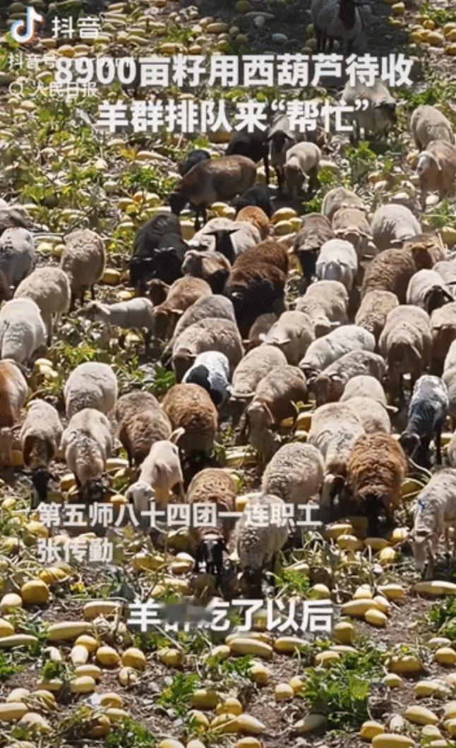 人民日报点赞啦！新疆巴楚县，8900亩籽用西葫芦丰收在即，枝叶太密遮光难收。工作