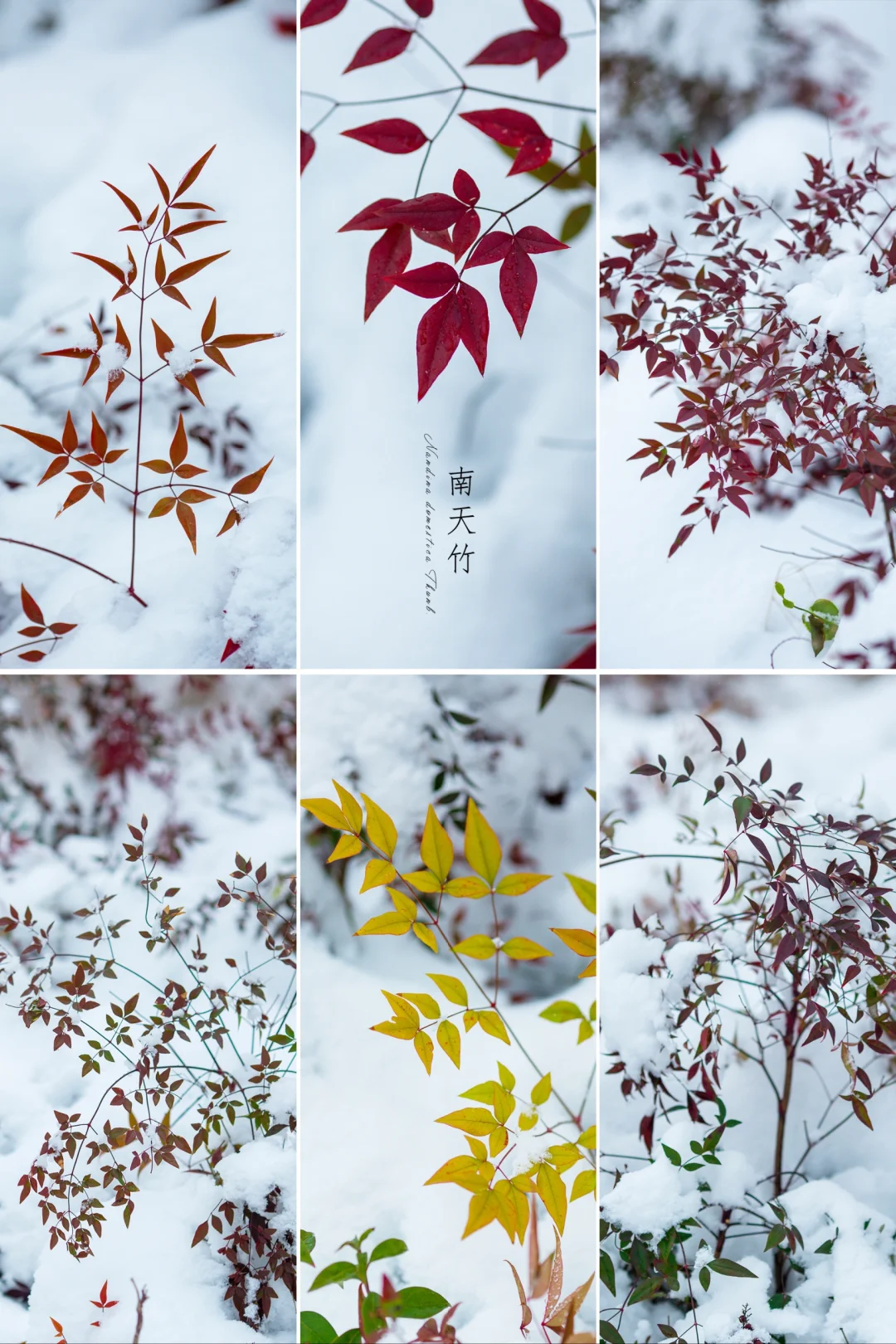 雪中“南天竹”|植物摄影美学