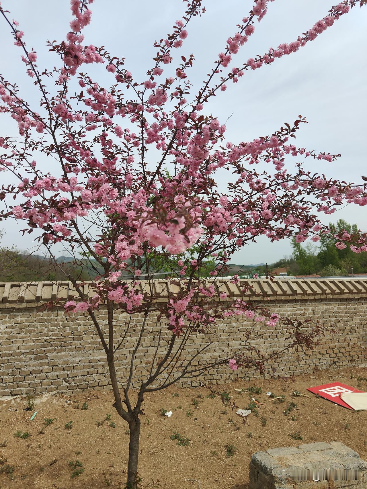 驱车千里赴杜鹃花海，结果扑空却意外收获满满幸福
 
今早磨好豆浆做好早餐，等儿子