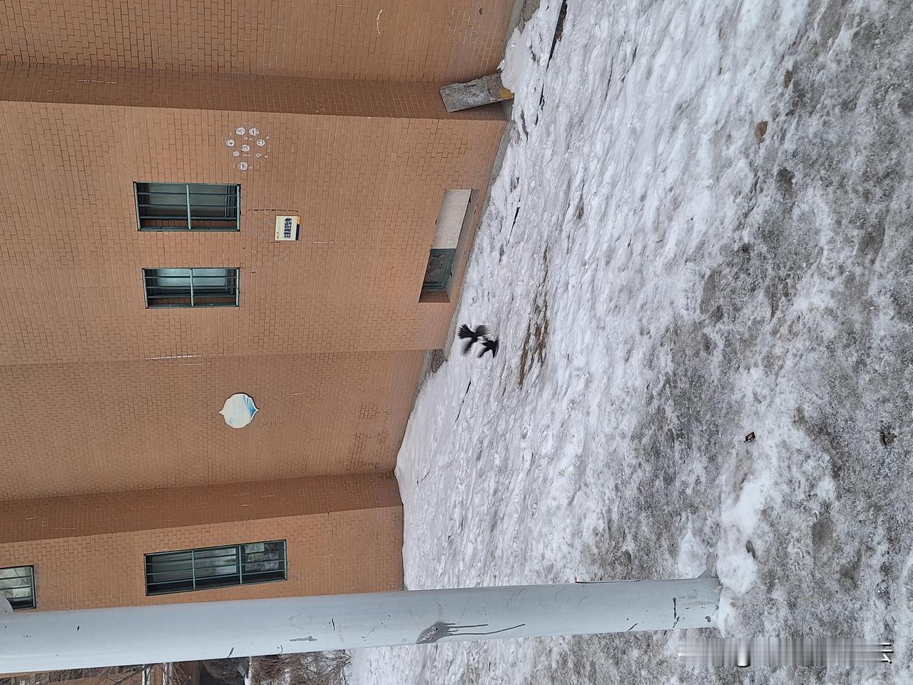 雪地里两只乌鸦在二硫碘化钾