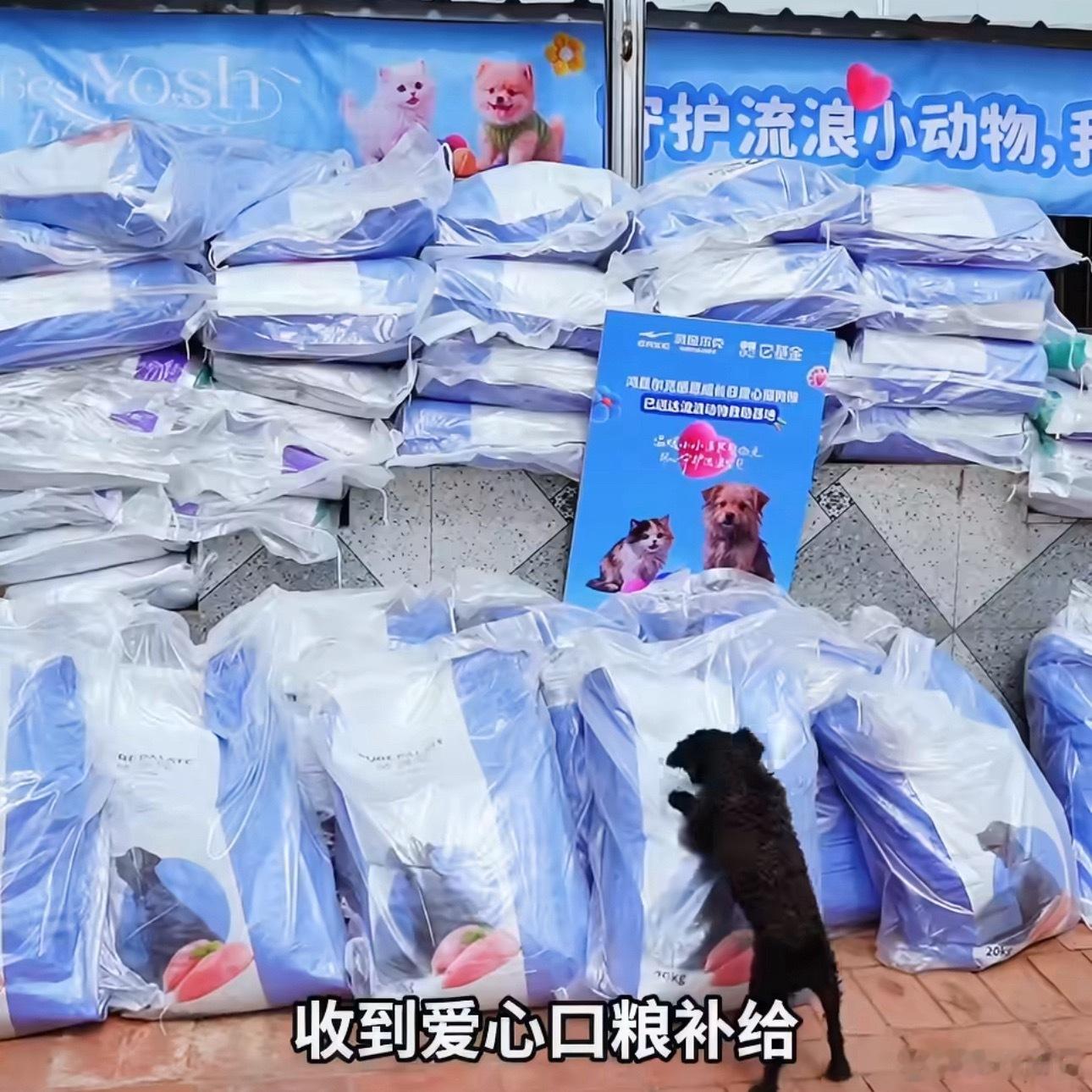 河南抗癌女生边治疗边救助流浪动物身患血癌仍心怀温柔，经历生死更懂生命可贵。她坚持
