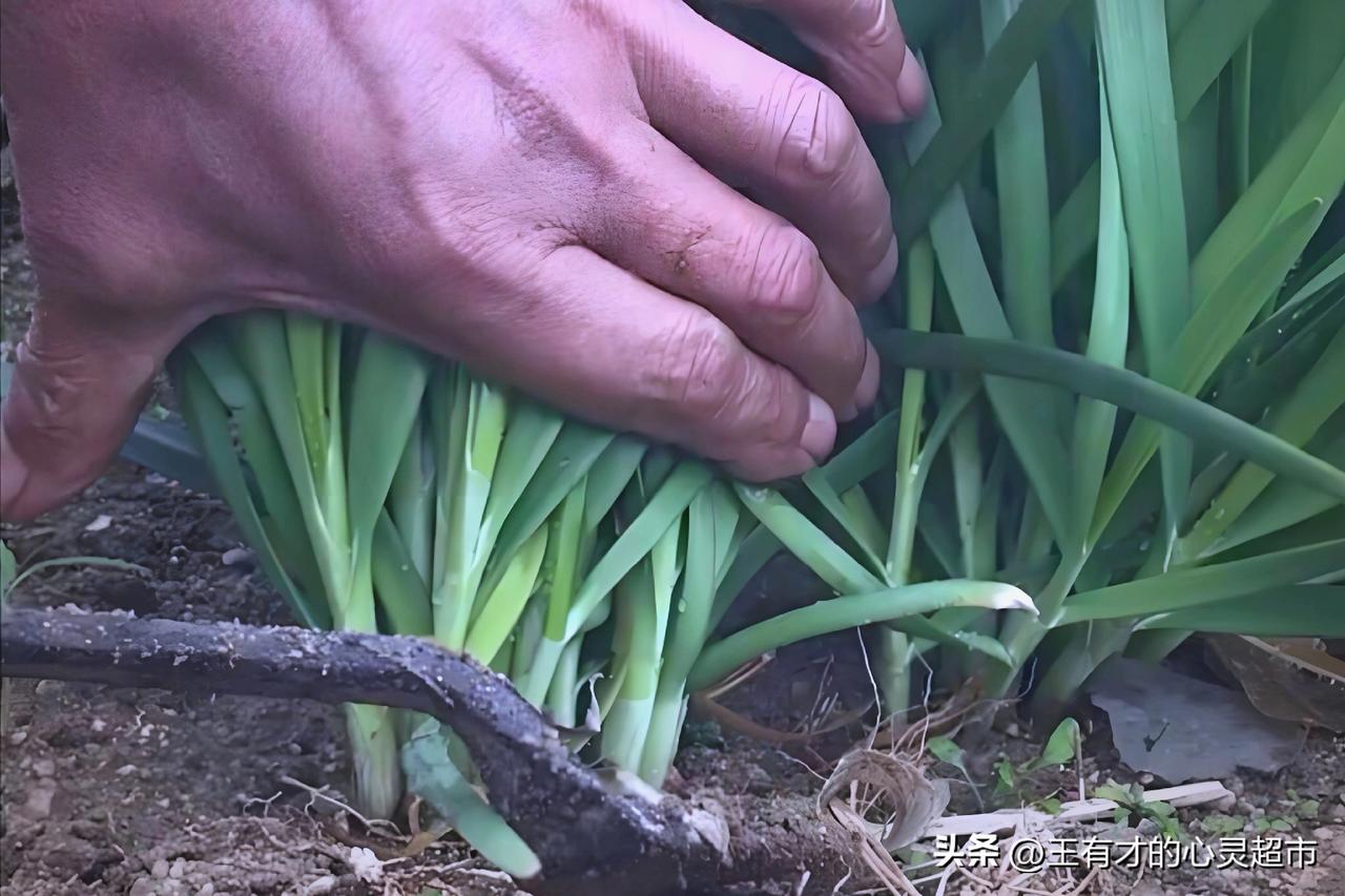 凭啥违章要涨保费？这就是赤裸裸的收割！
 
      最近听说违章和保险挂钩了