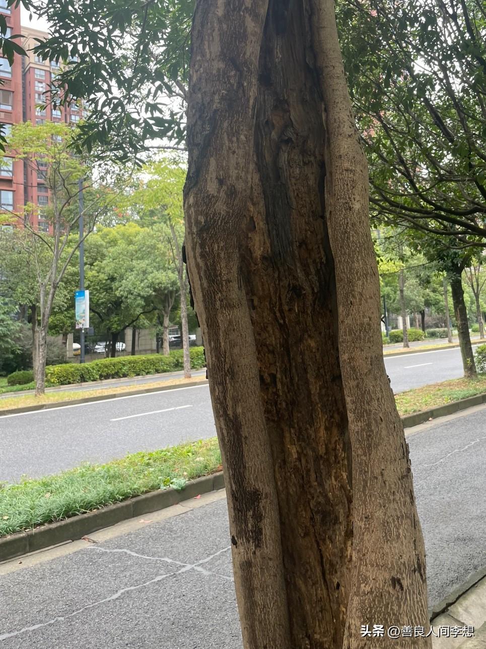 大树的生命力真顽强，树身裂开了还长的枝叶茂盛！

昨天我带小宝出去玩，看到路边有