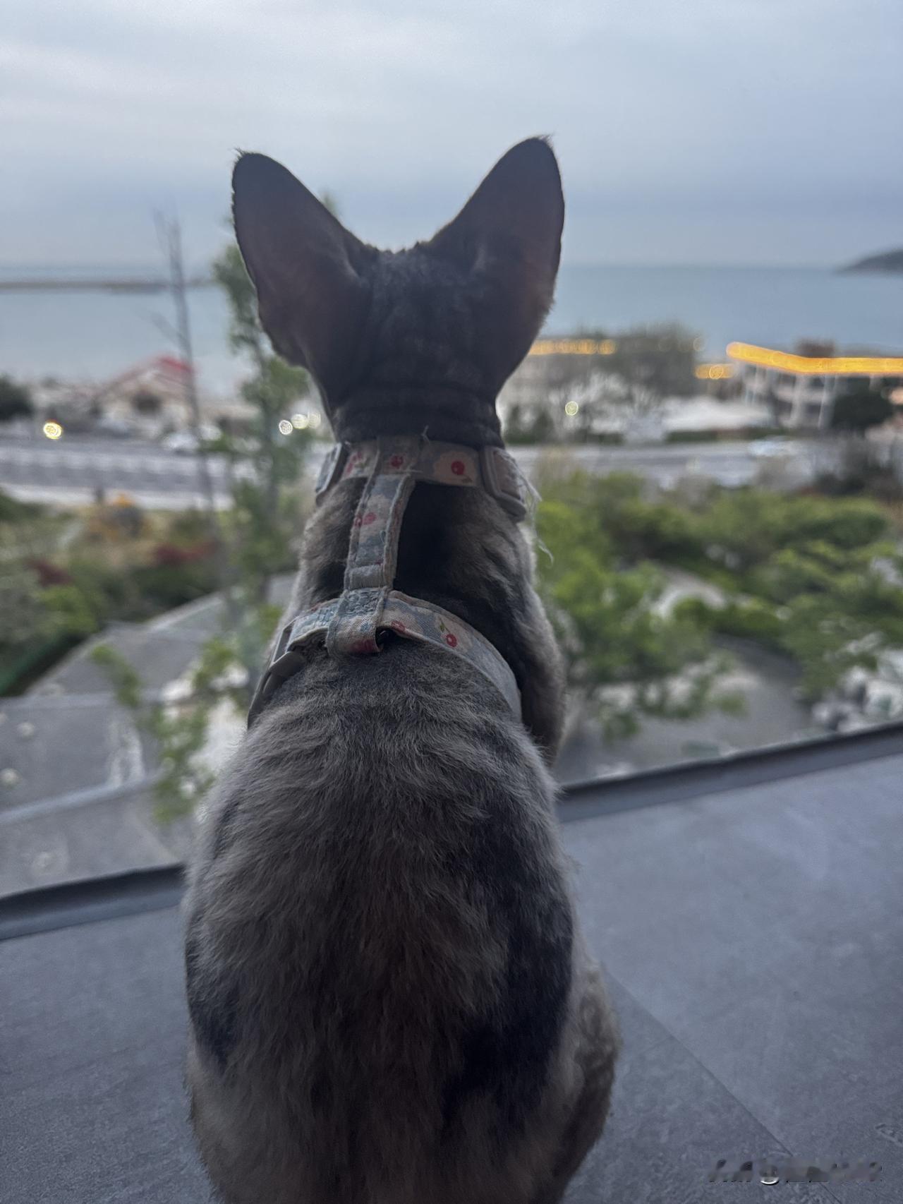 有个小孩子也很喜欢呢