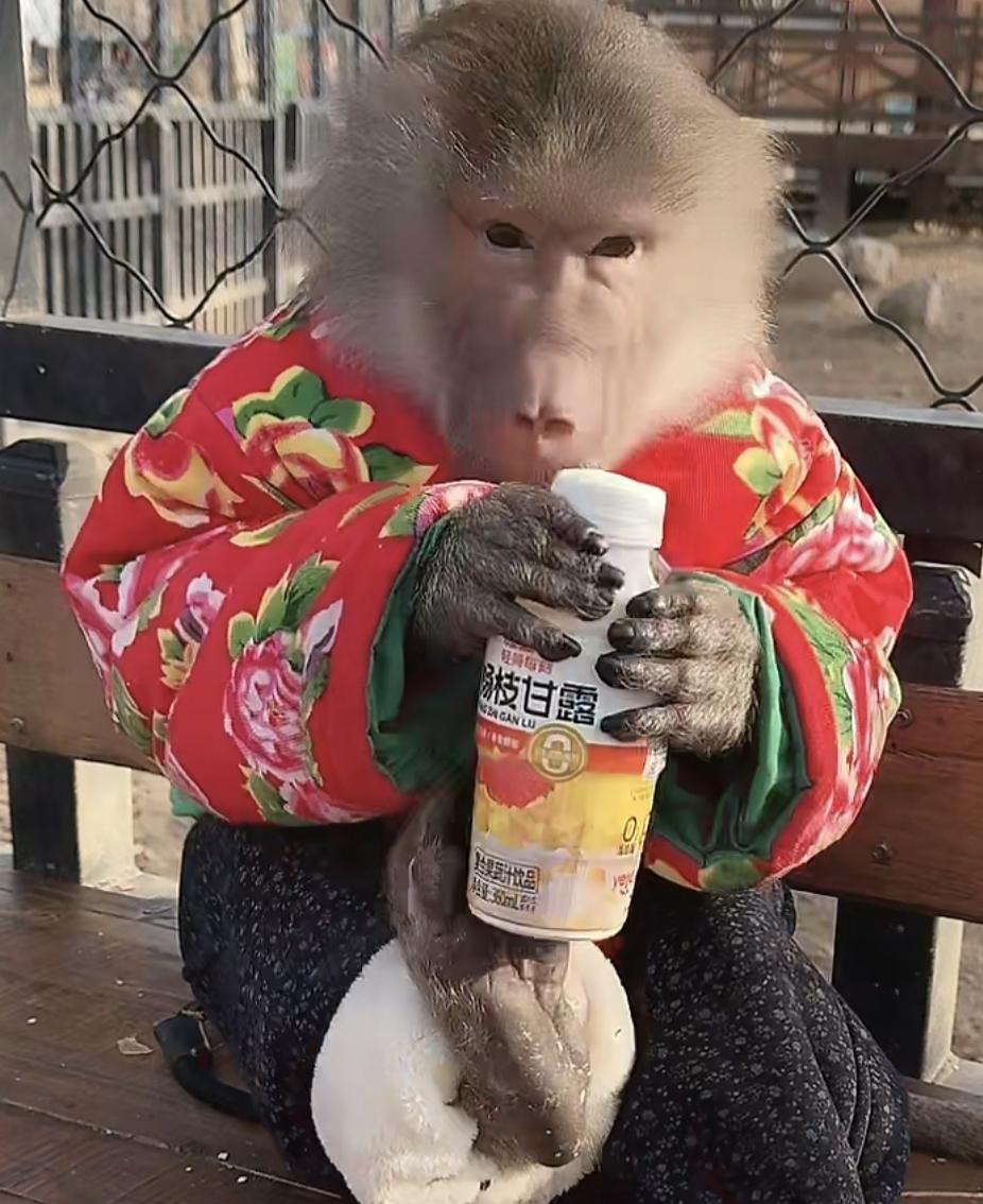 猴子穿上东北大棉袄根人似的