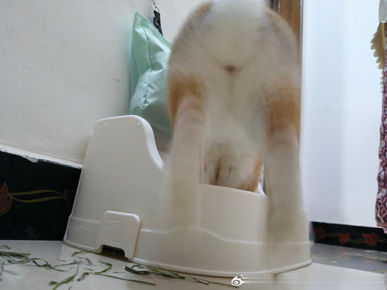 14566🐇【这个角度的兔照】一辈子可能只会拍到一次😌 