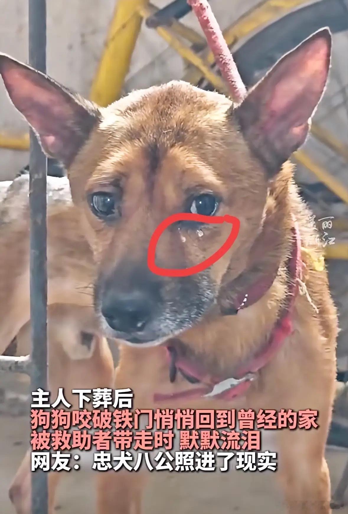 科学也解释不清了。重庆70多独居老人养了两条狗。他意外在家离开，一周后才被发现。