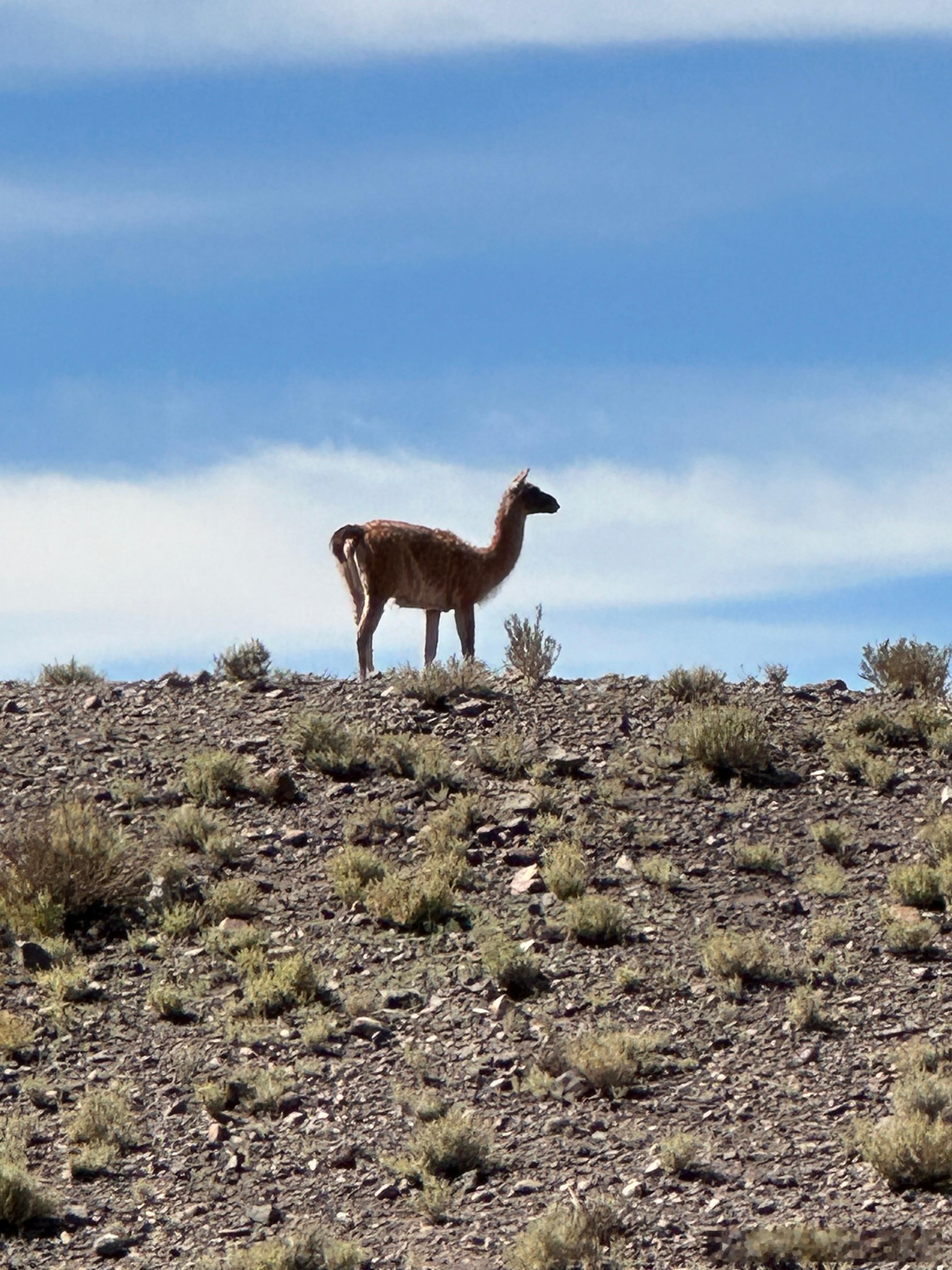 我以后多给大家分享点海外美好生活吧。前阵子大家讨论智利车厘子保鲜的问题，我曾经在