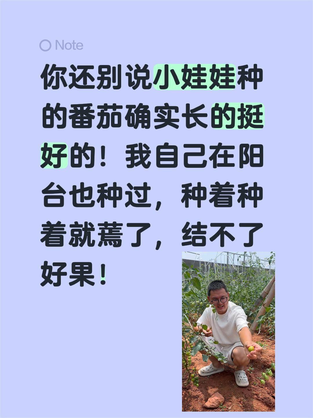 小二娃的番茄种的，那是真好！你还别说小娃娃种的番茄确实长的挺好的！
我自己在阳台