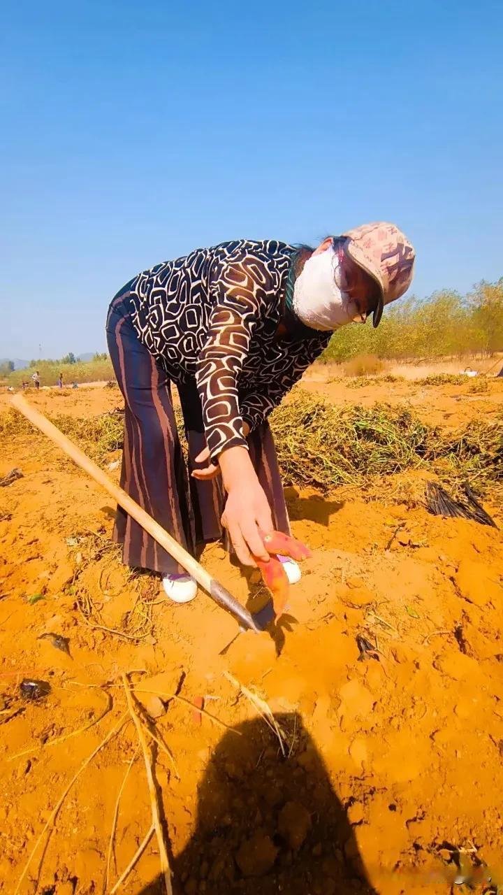 秋收还有溜秋和偷秋
秋天是验证人品的好时节
收秋是收割自己的庄稼
溜秋是捡拾别家