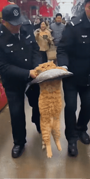 “游街示众！”鱼贩摊位上总是有一只猫来偷吃鱼，老板驱赶过很多次了，但不忍心伤害猫