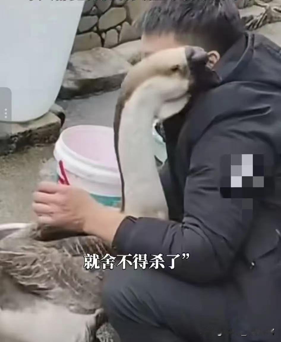 万物皆有灵！贵州大鹅除夕拦刀求饶，主人当场不杀了
 
是求生的本能，也是通人性的