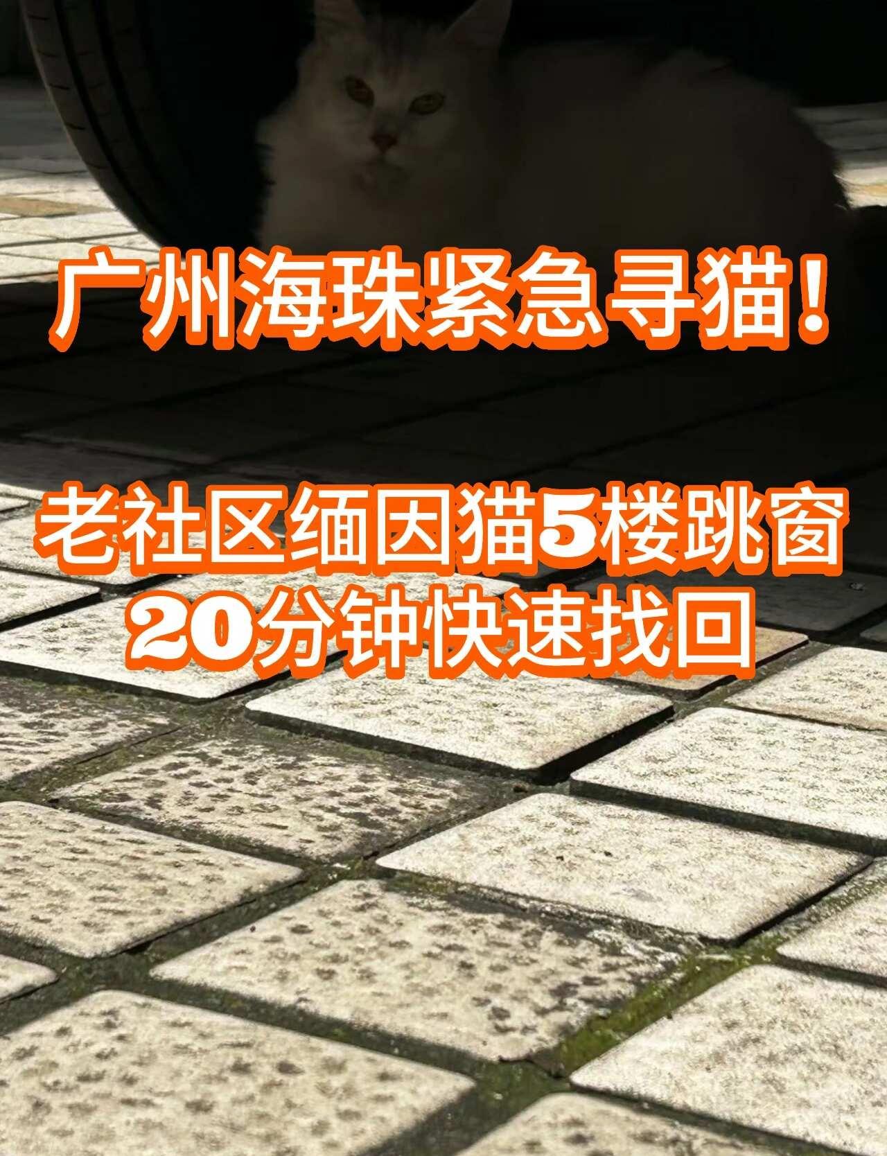 广州本地专业找猫团队，找不到不收费
广州海珠老社区，一只缅因猫从5楼跳窗意外跑丢