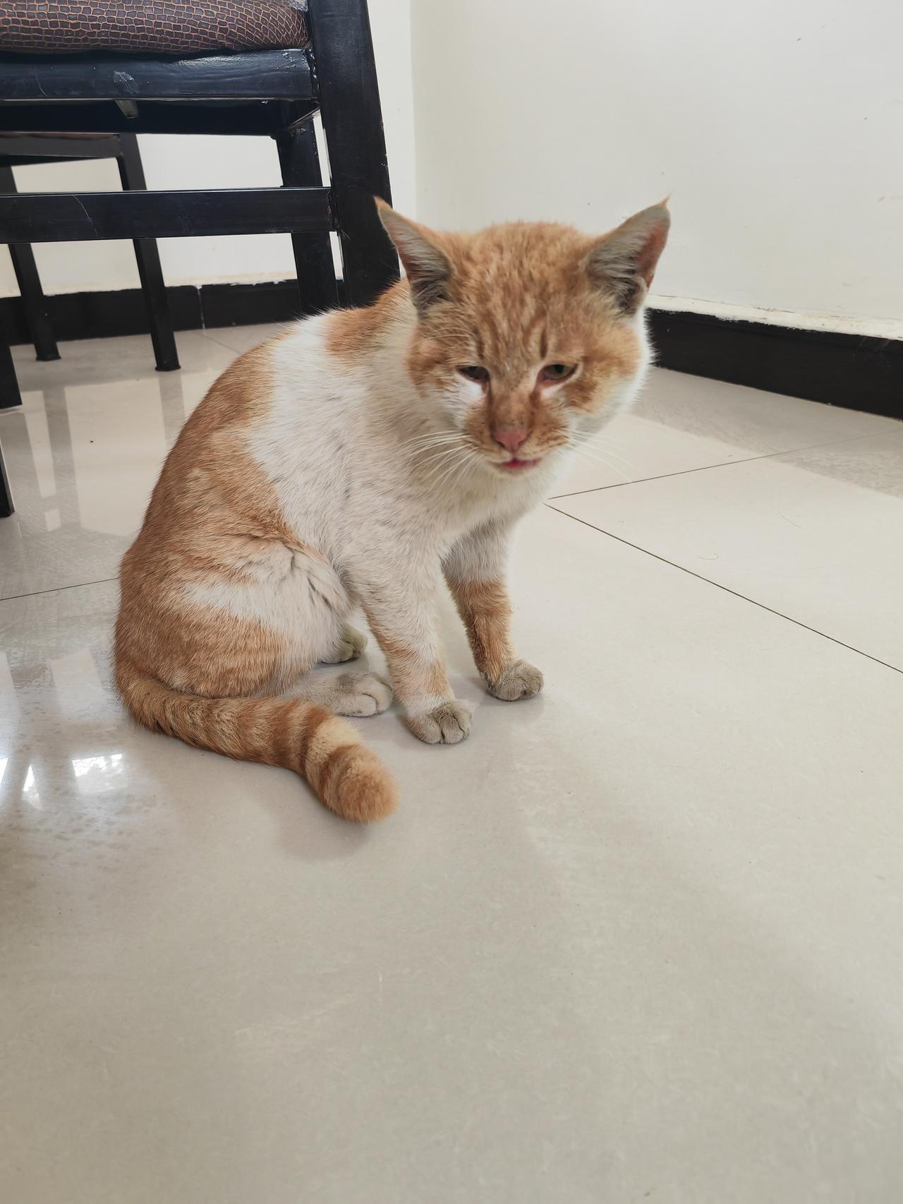 橘色二狗到底还是回来了，我先前总疑心它是走了的，看来倒是我想多了。这生灵原是不肯