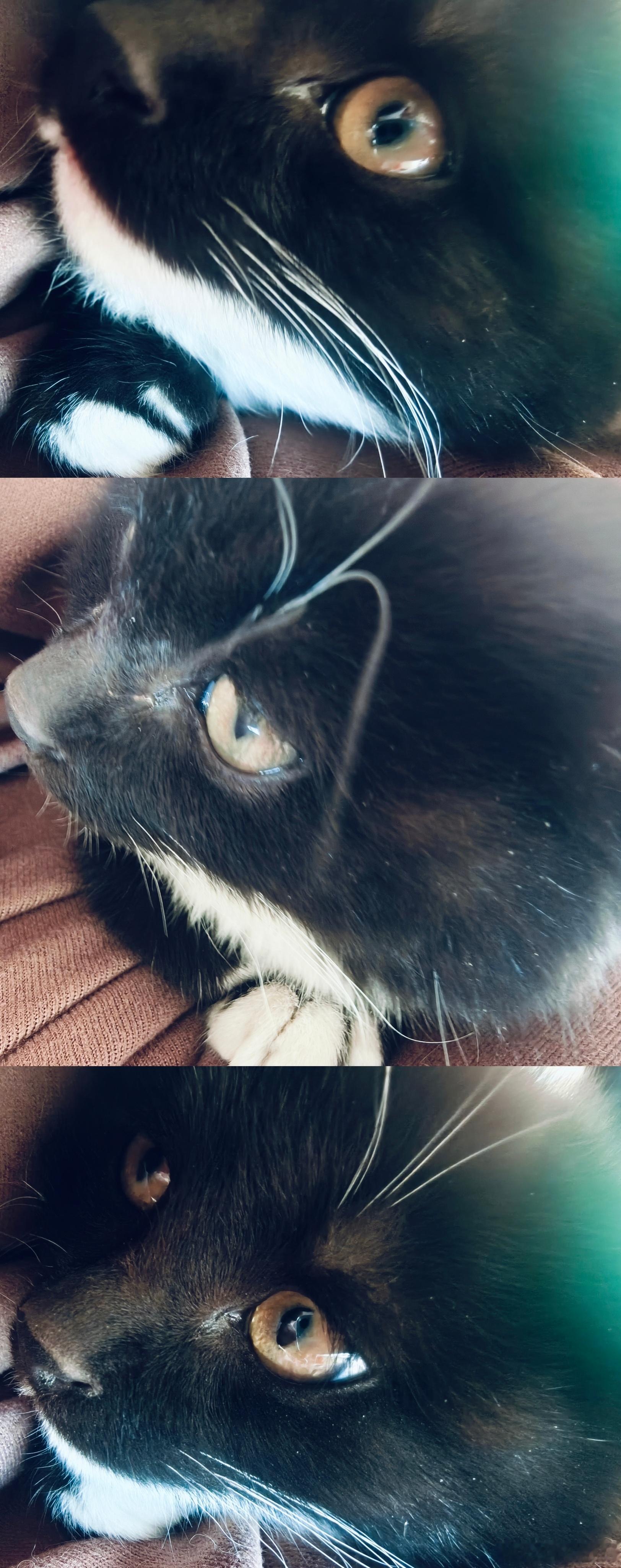 又收养了一只可爱的小猫咪，家里12只猫咪了，本就不富裕的家庭现在雪上加霜，但是图