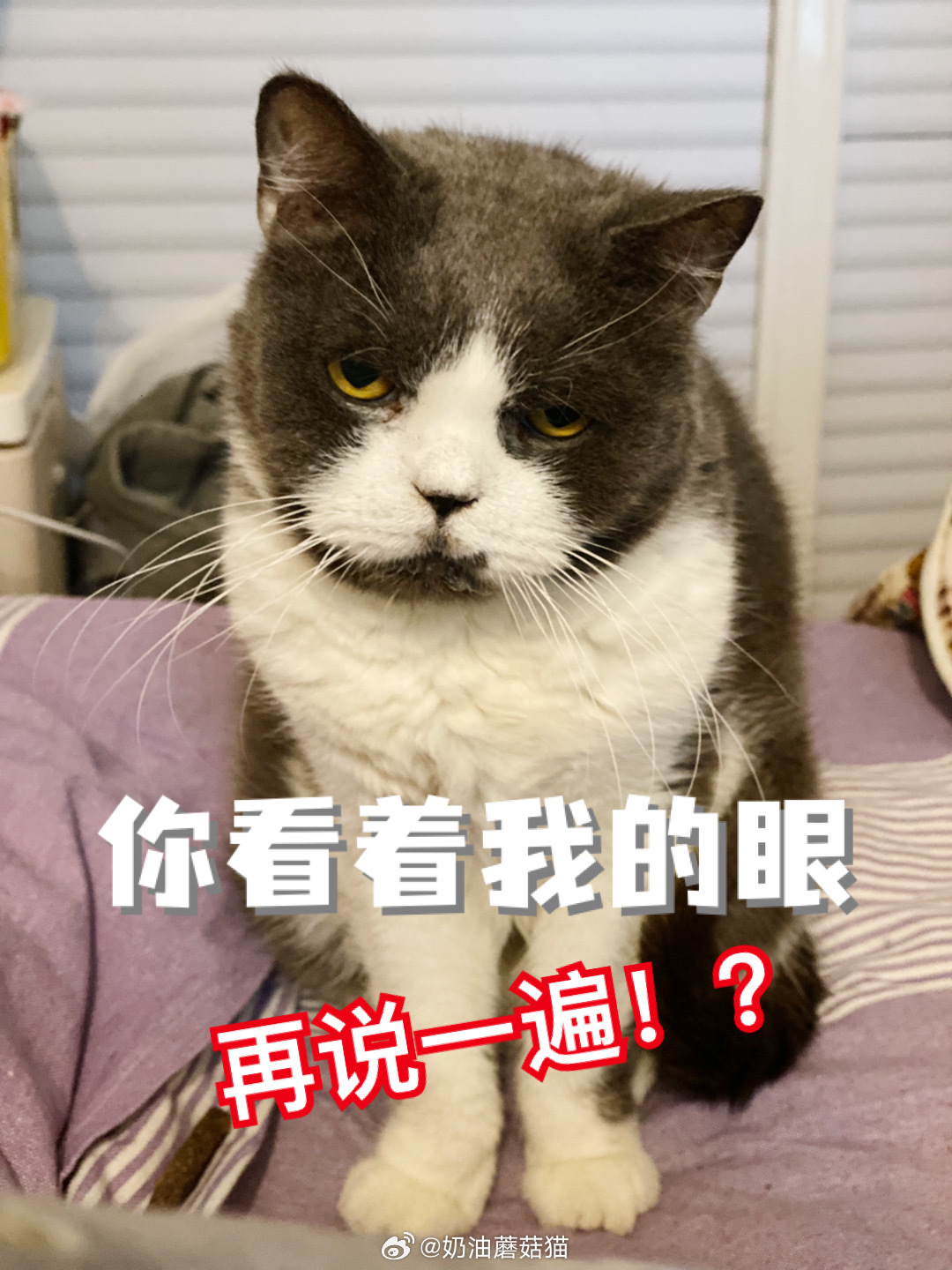 我扫地…多多站在人虎的鞋子旁边～🍄：多多！你站他鞋子那不嫌臭吗？🙇🏻♂️：
