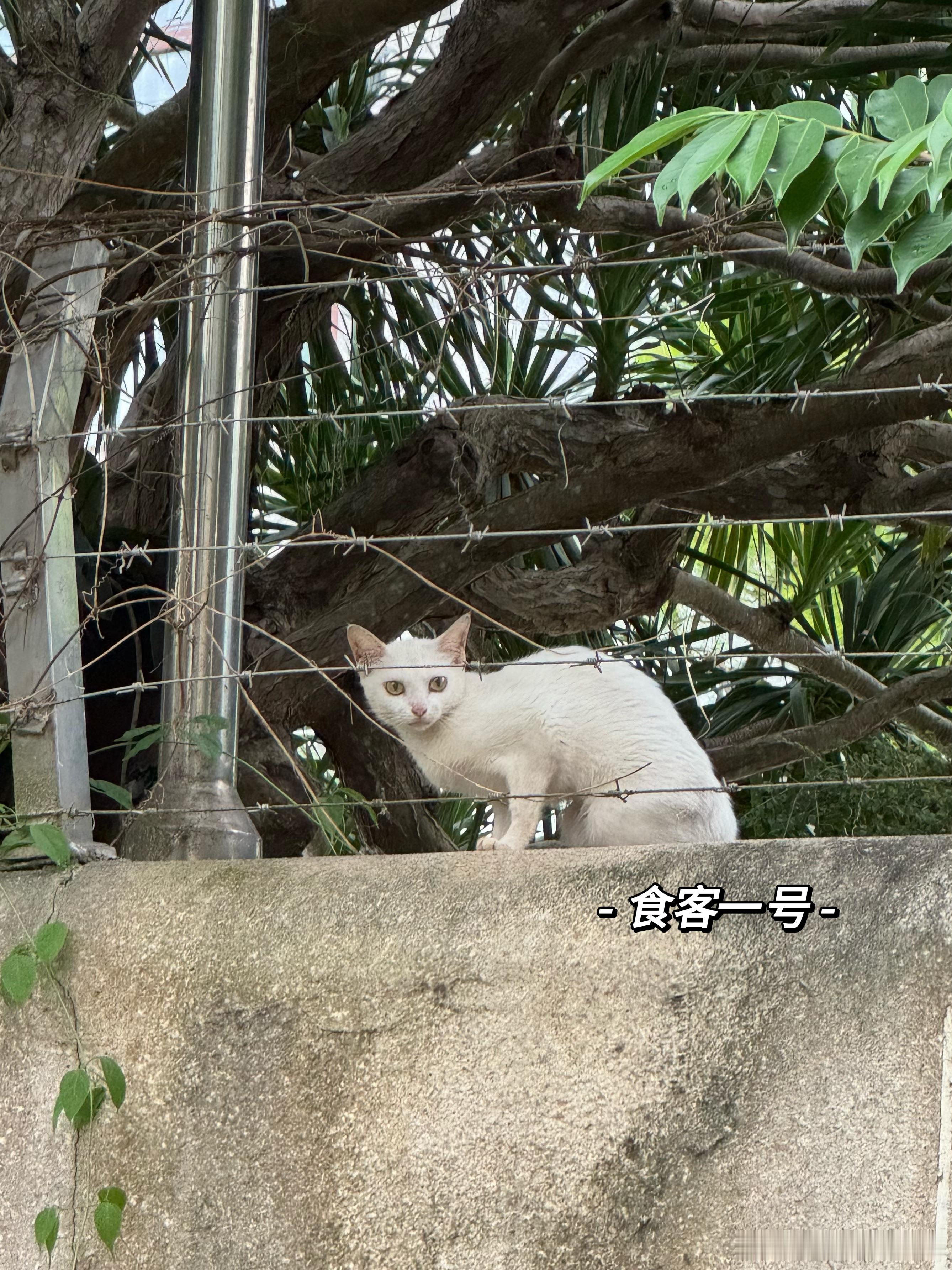 今天有点闷，晚饭是在院子吃的，来了三位小食客，图 2 图 3 的三脚猫是同一只，