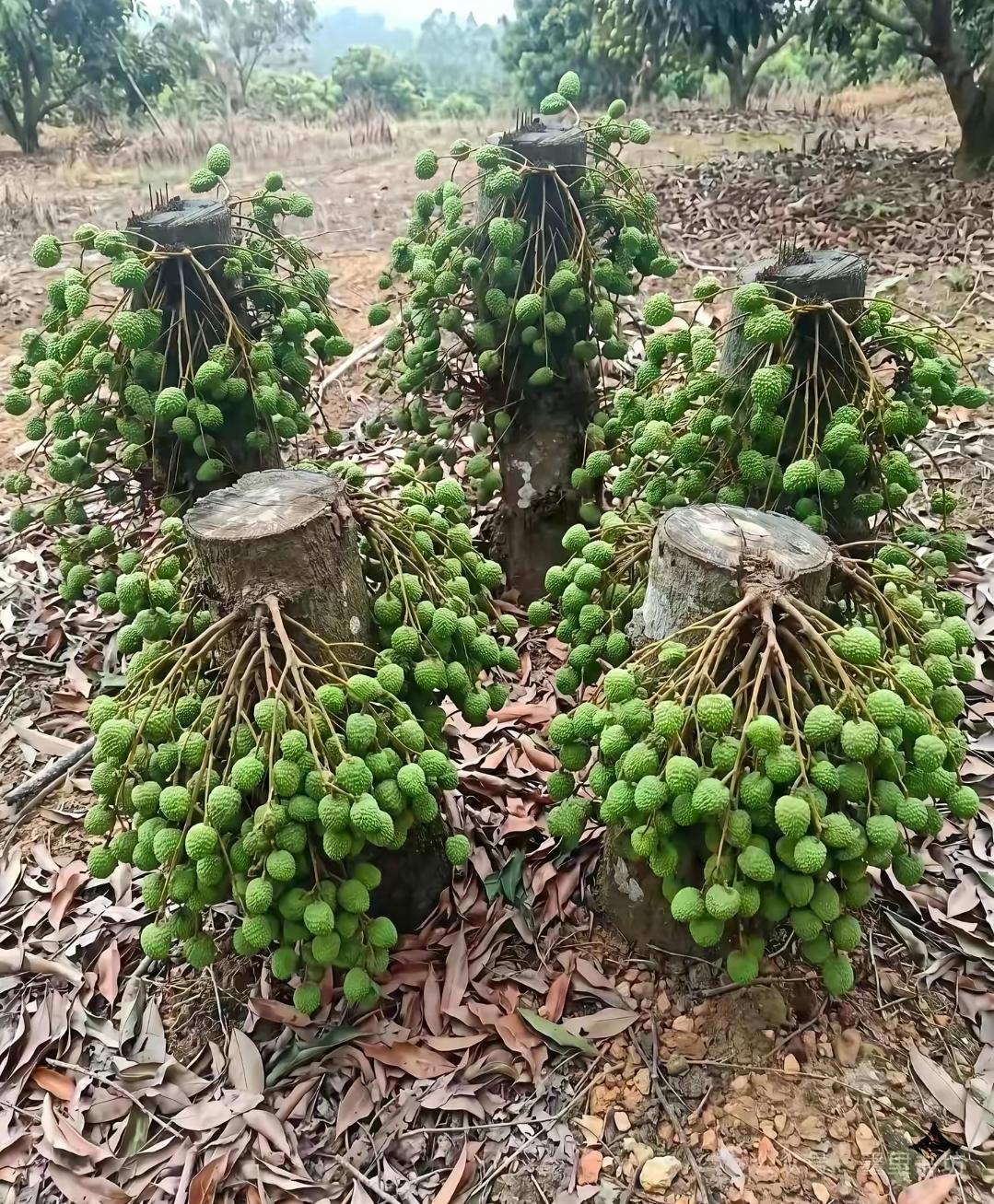 你见过”荔坚强”吗？
这个名字妙趣横生，一下子就赋予了荔枝鲜活的生命力。荔枝本就